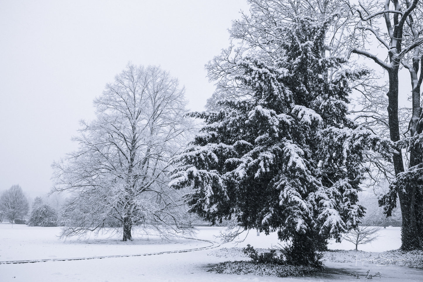Snowy winter