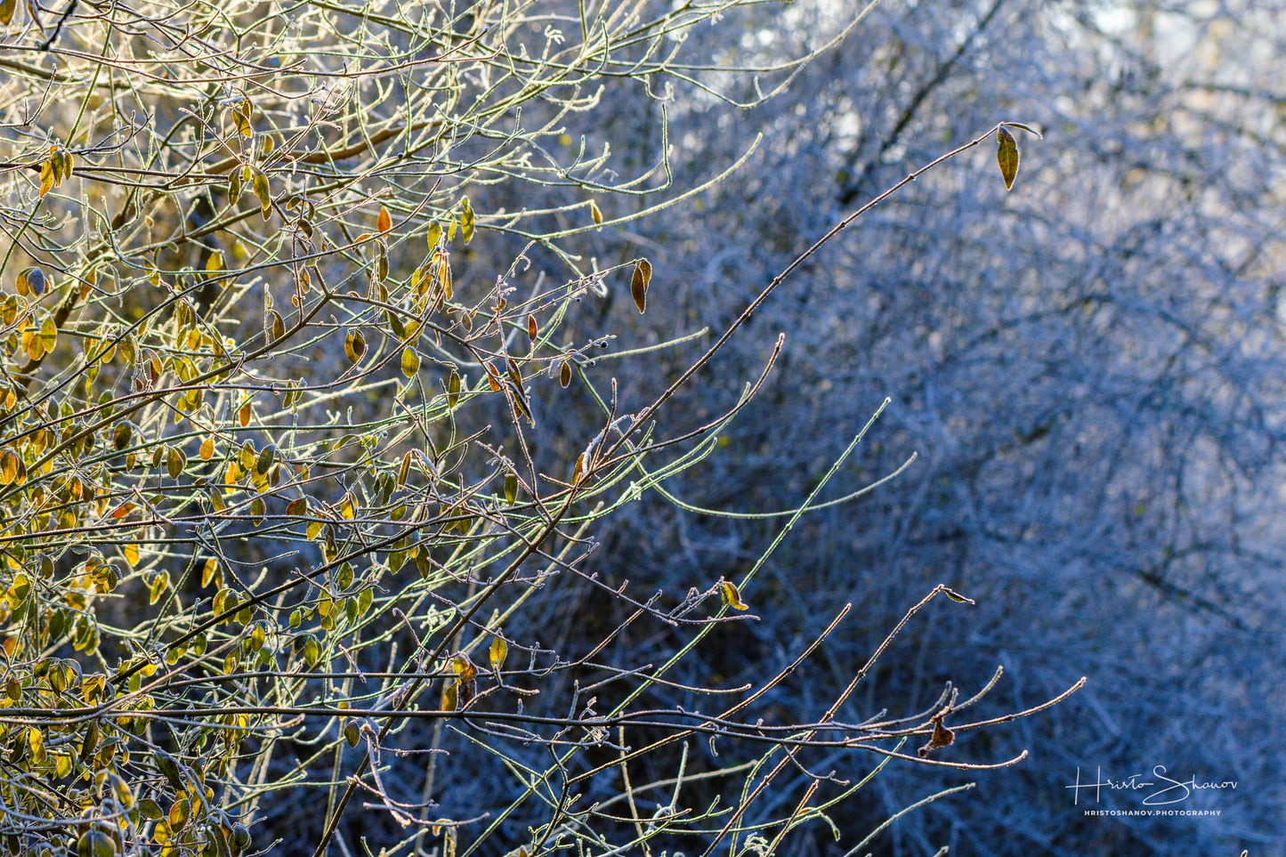 Gefrorene Natur