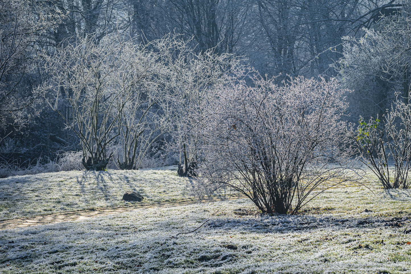 Gefrorene Natur
