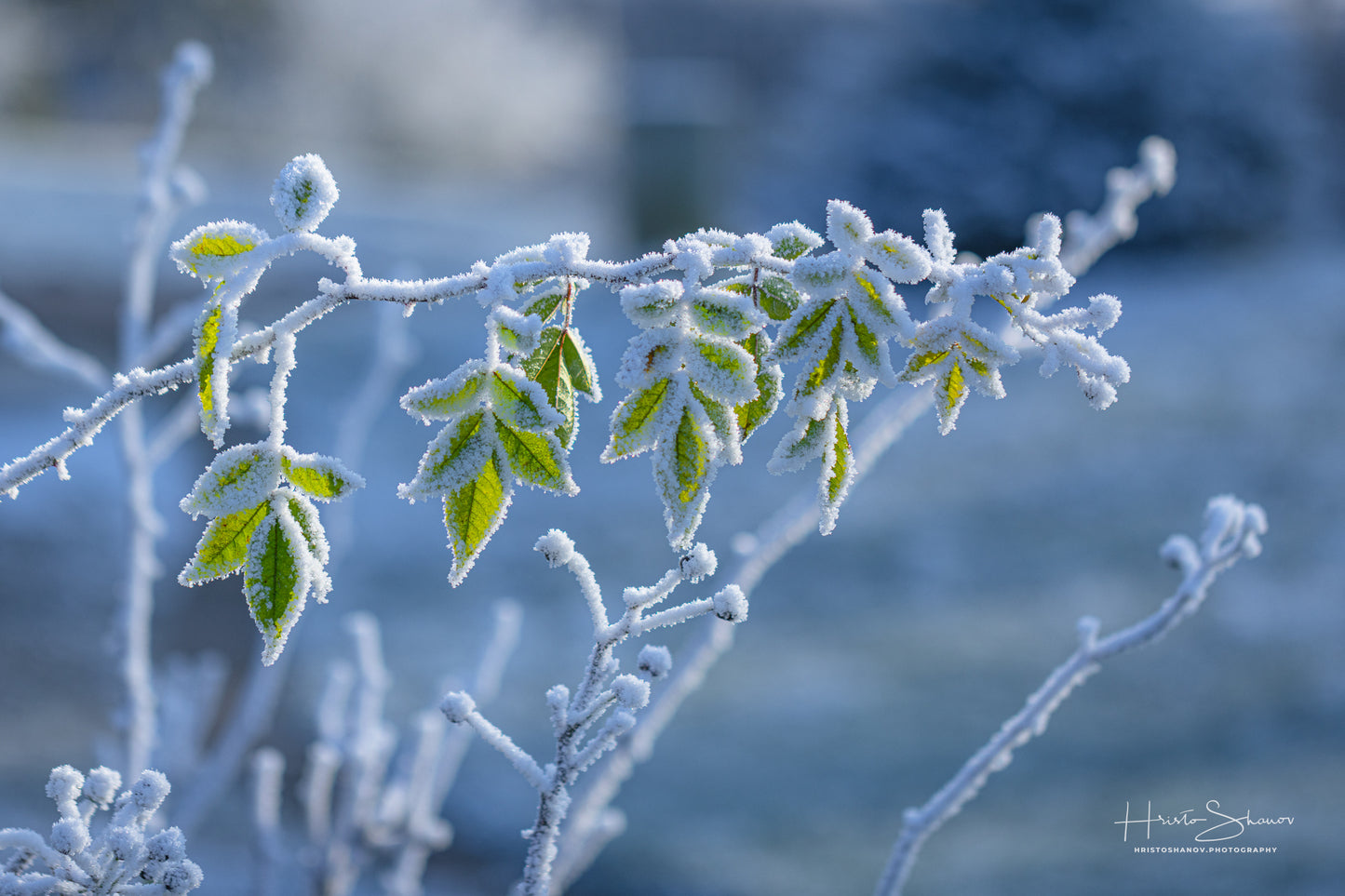 Frozen plants