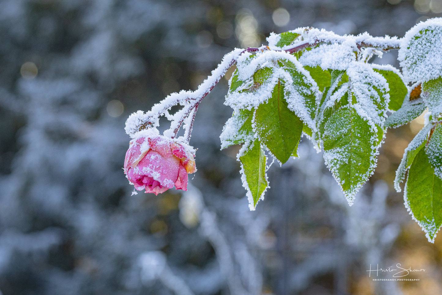 Gefrorene Rose