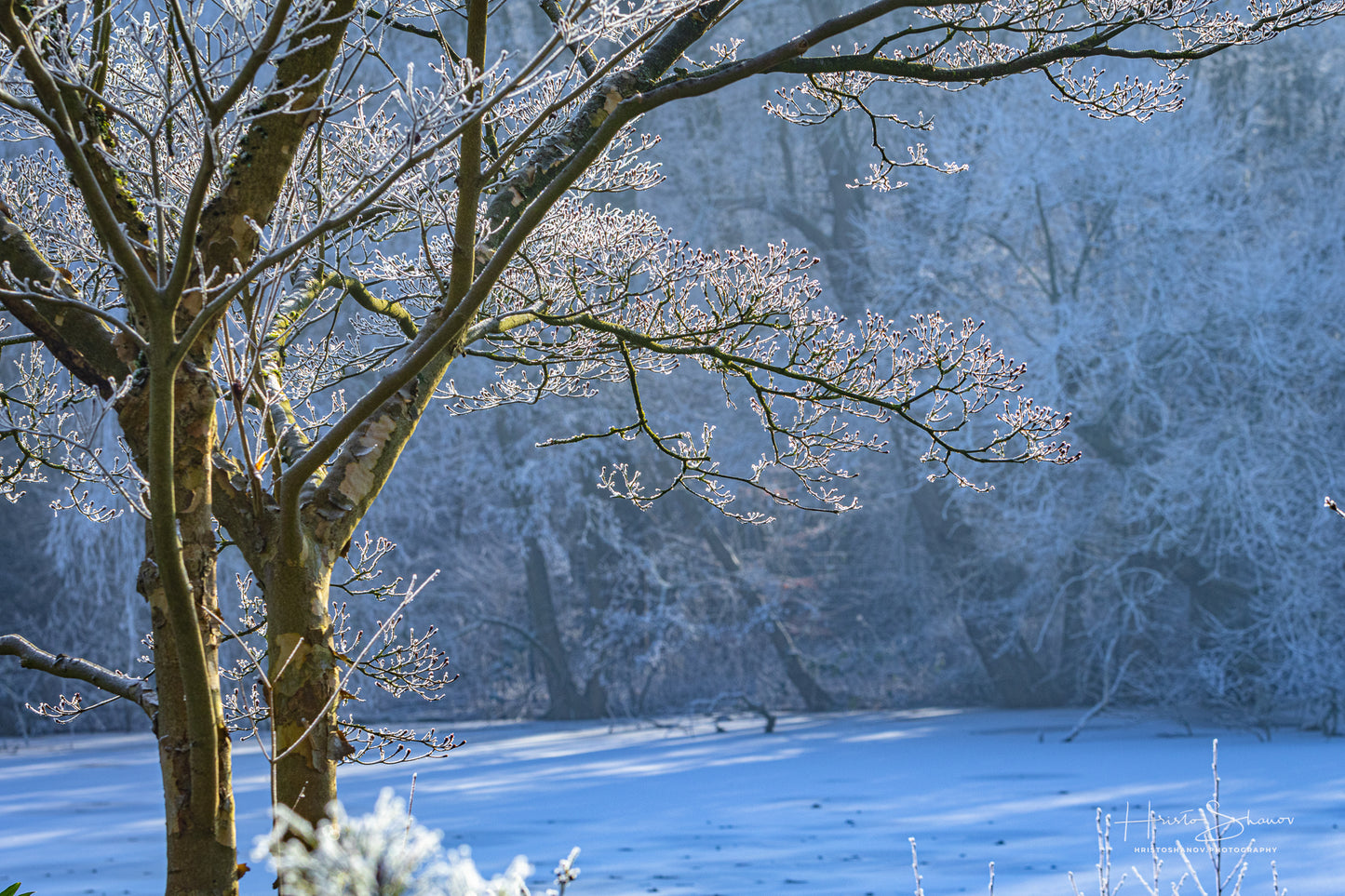 Gefrorene Natur