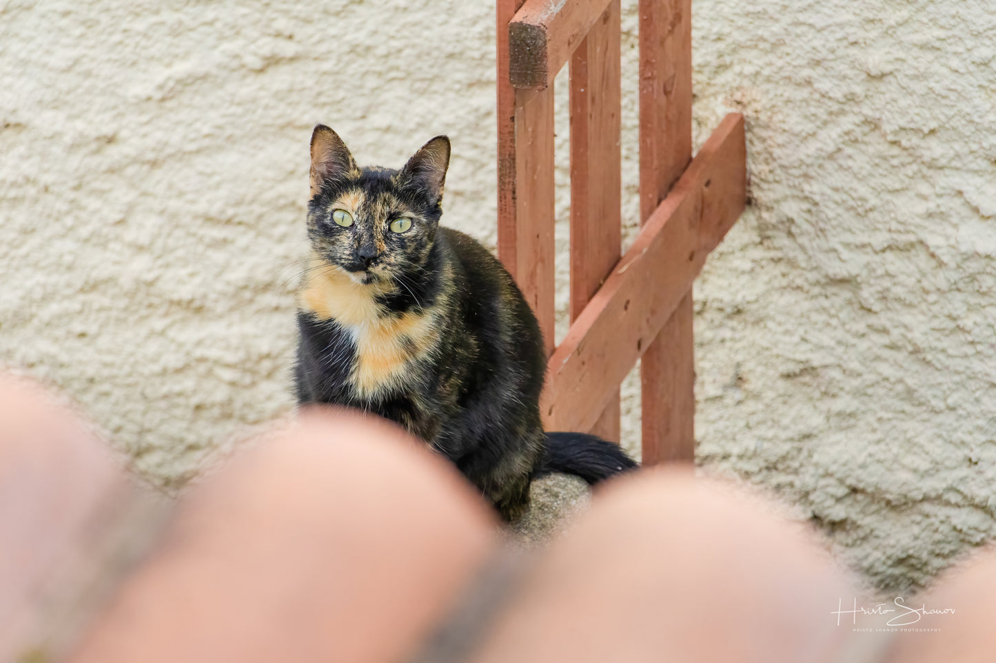 Street cat
