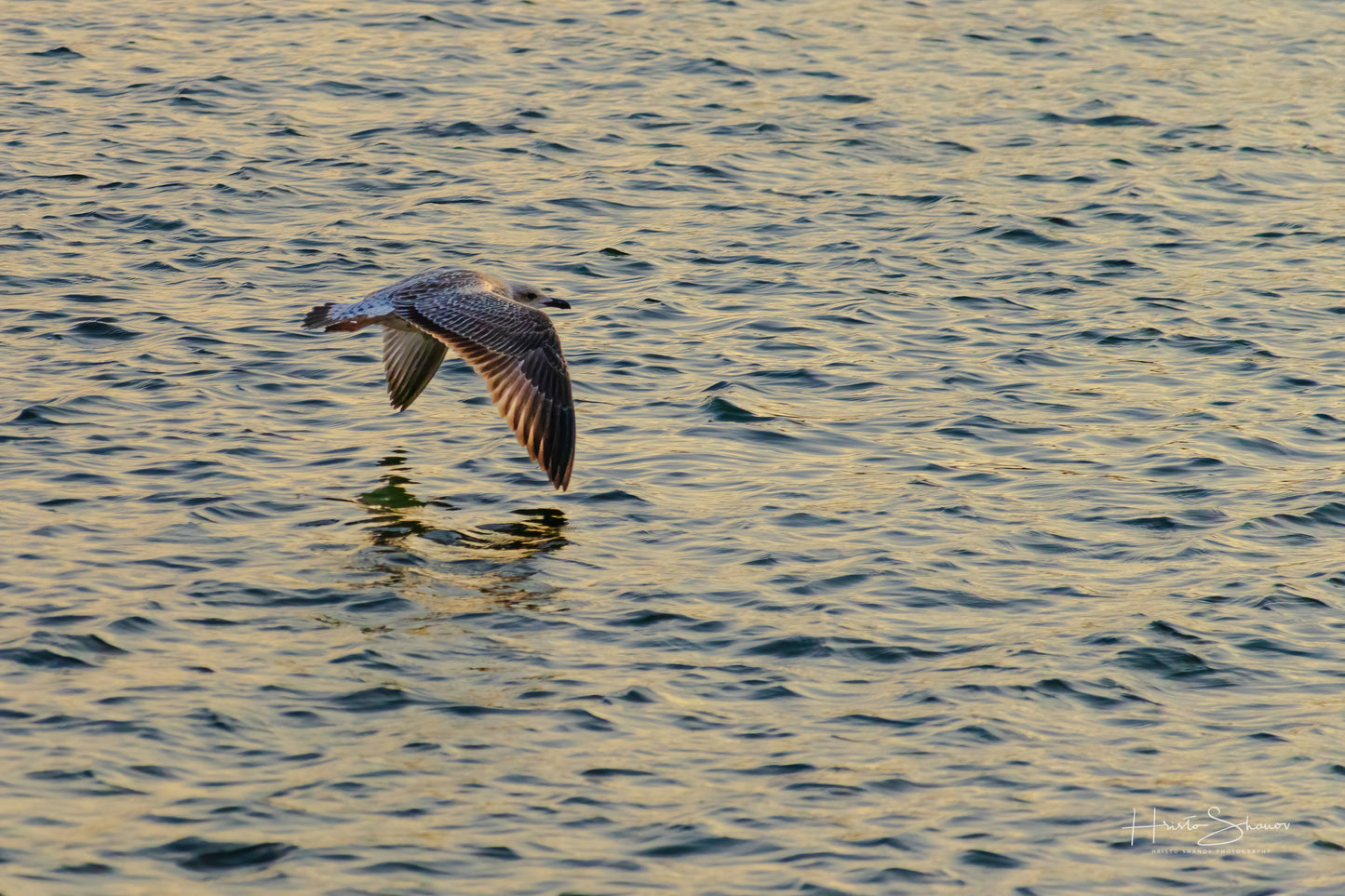 A seagull is flying over the water