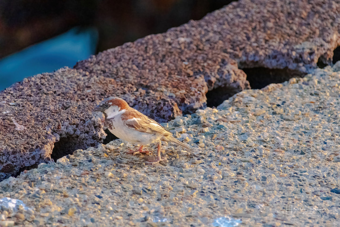 Sparorw on ground