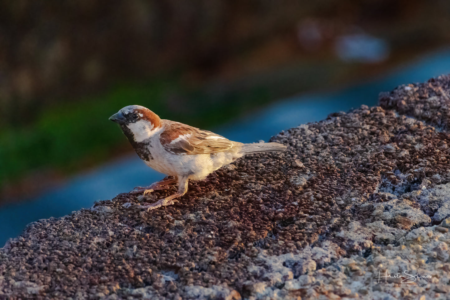 Sparorw on ground