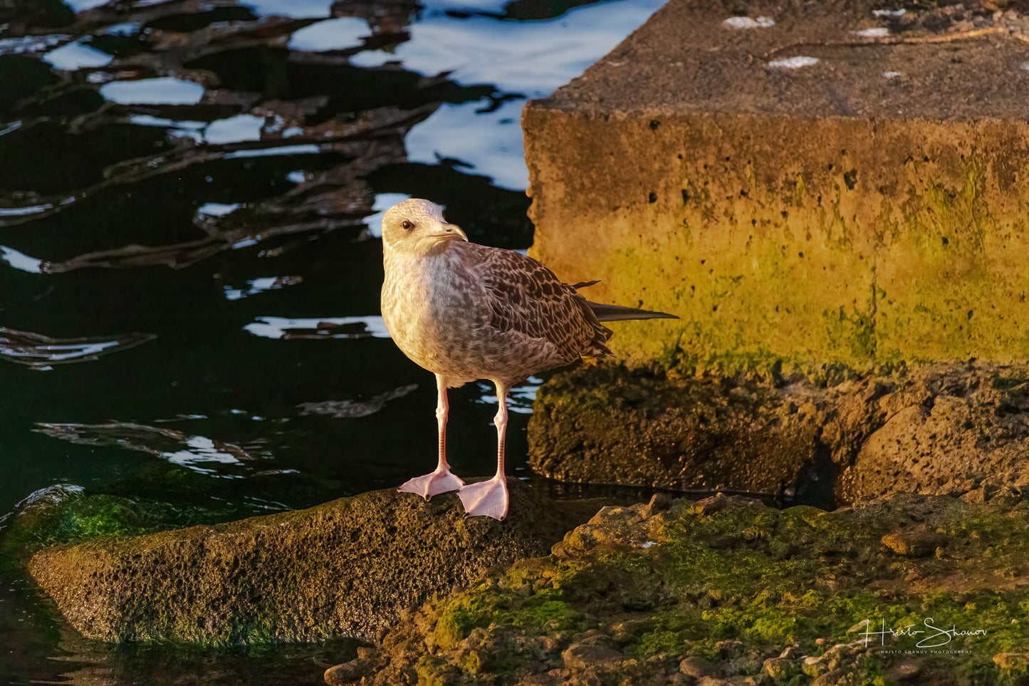 Seagull standing on beach