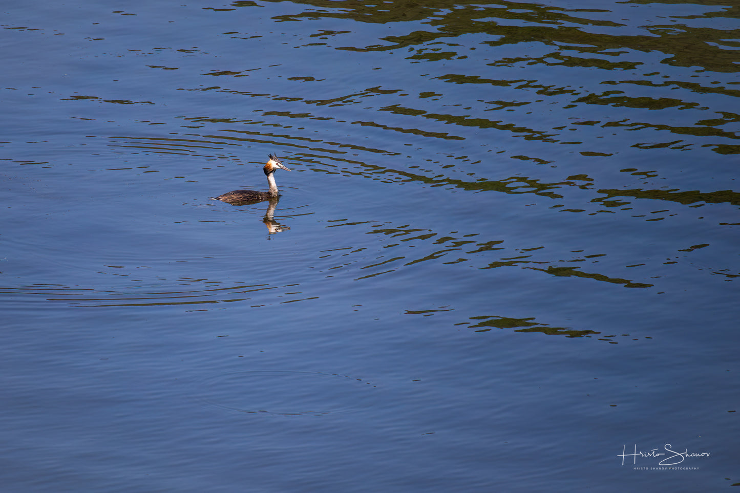 Great crested grebe swimming in river
