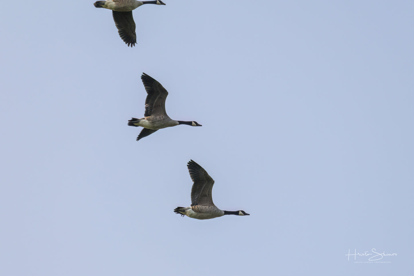 Wild gooses in sky