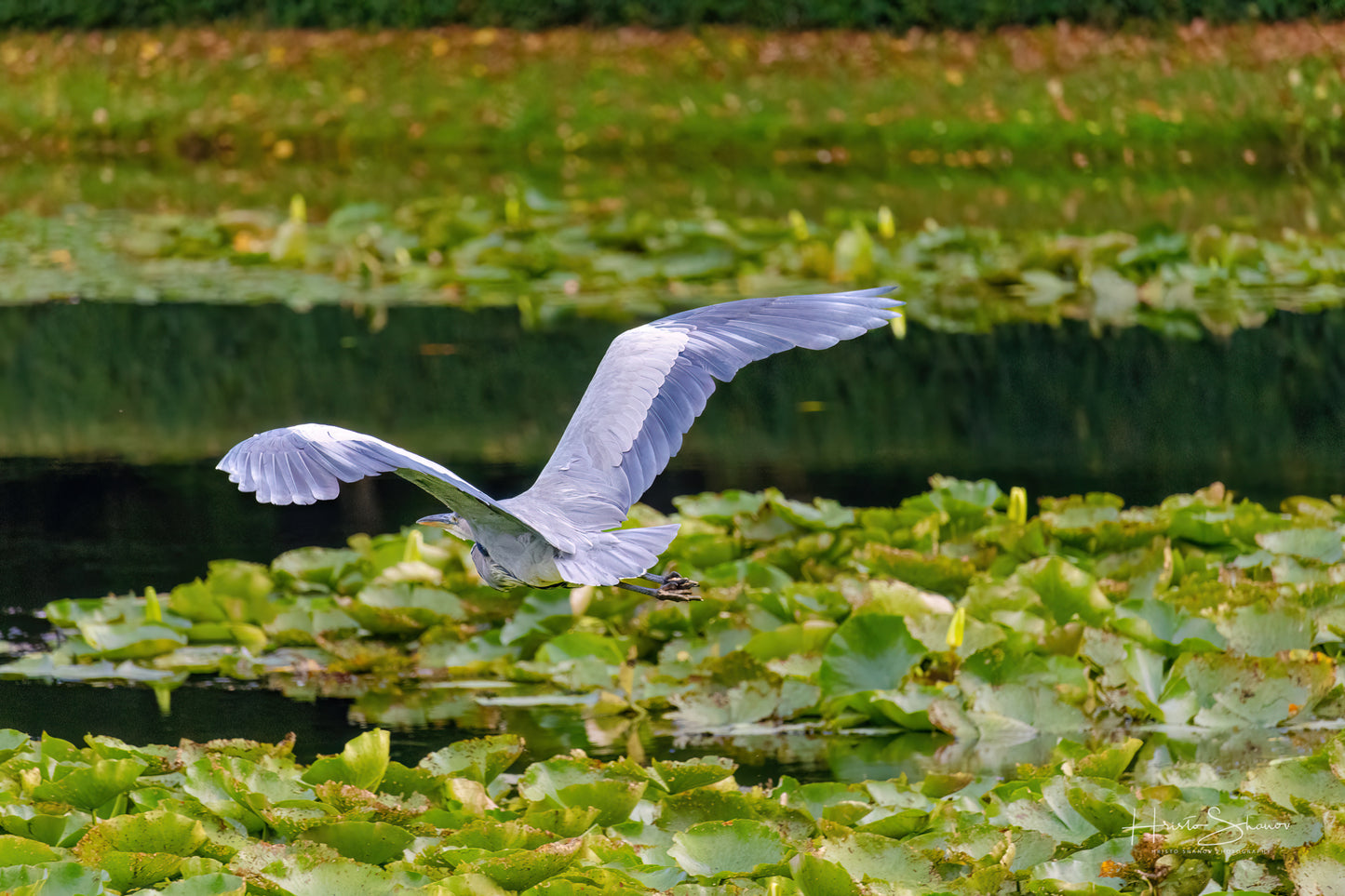 Grey Heron hunting for fish on pond
