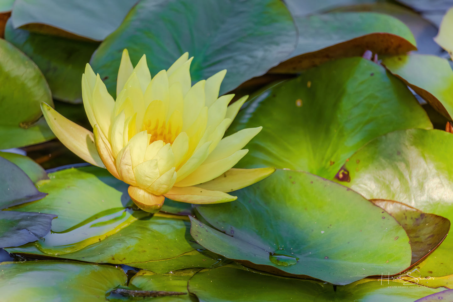 Lotus in pond