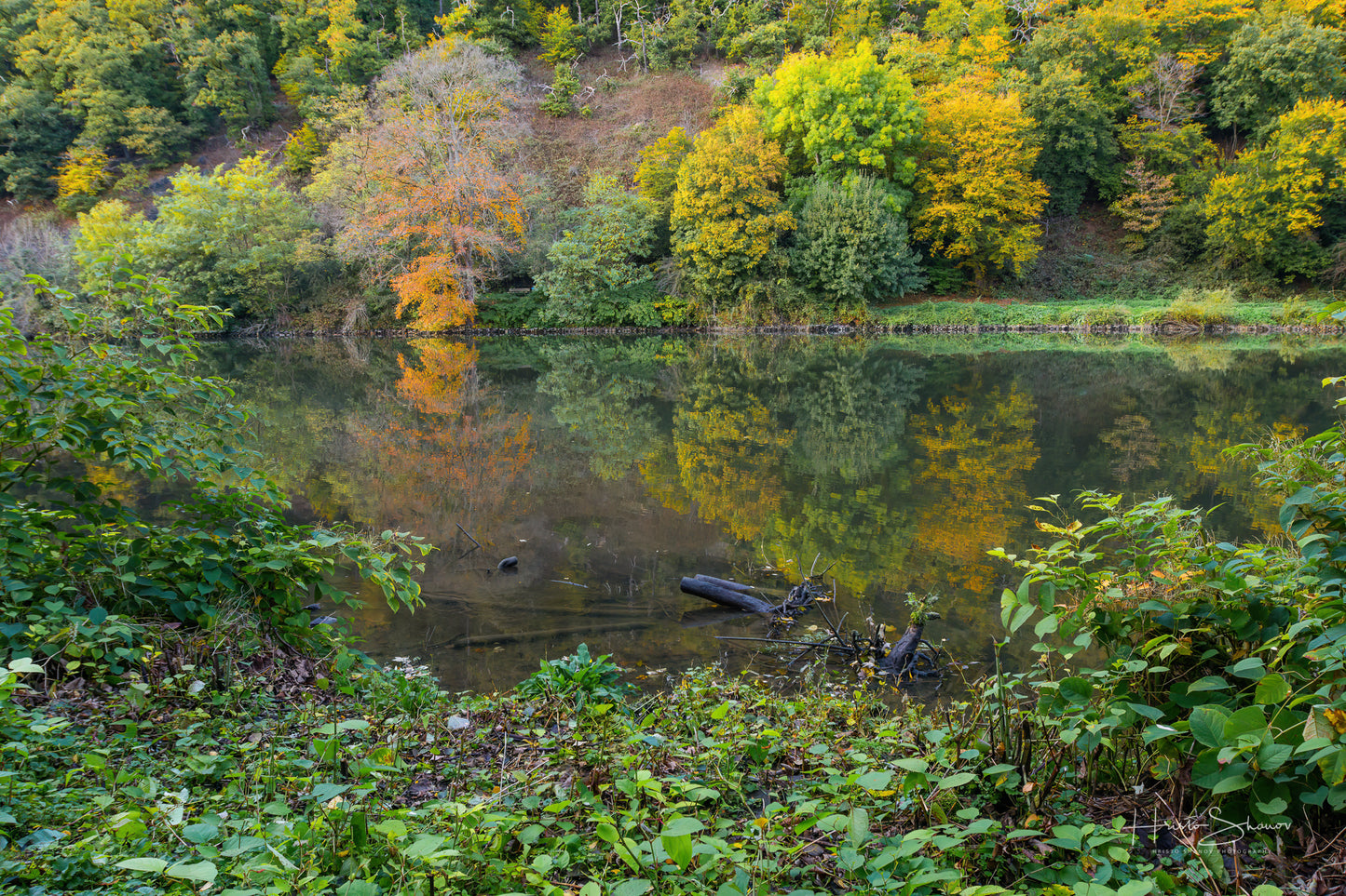 Herbstbäume am Fluss