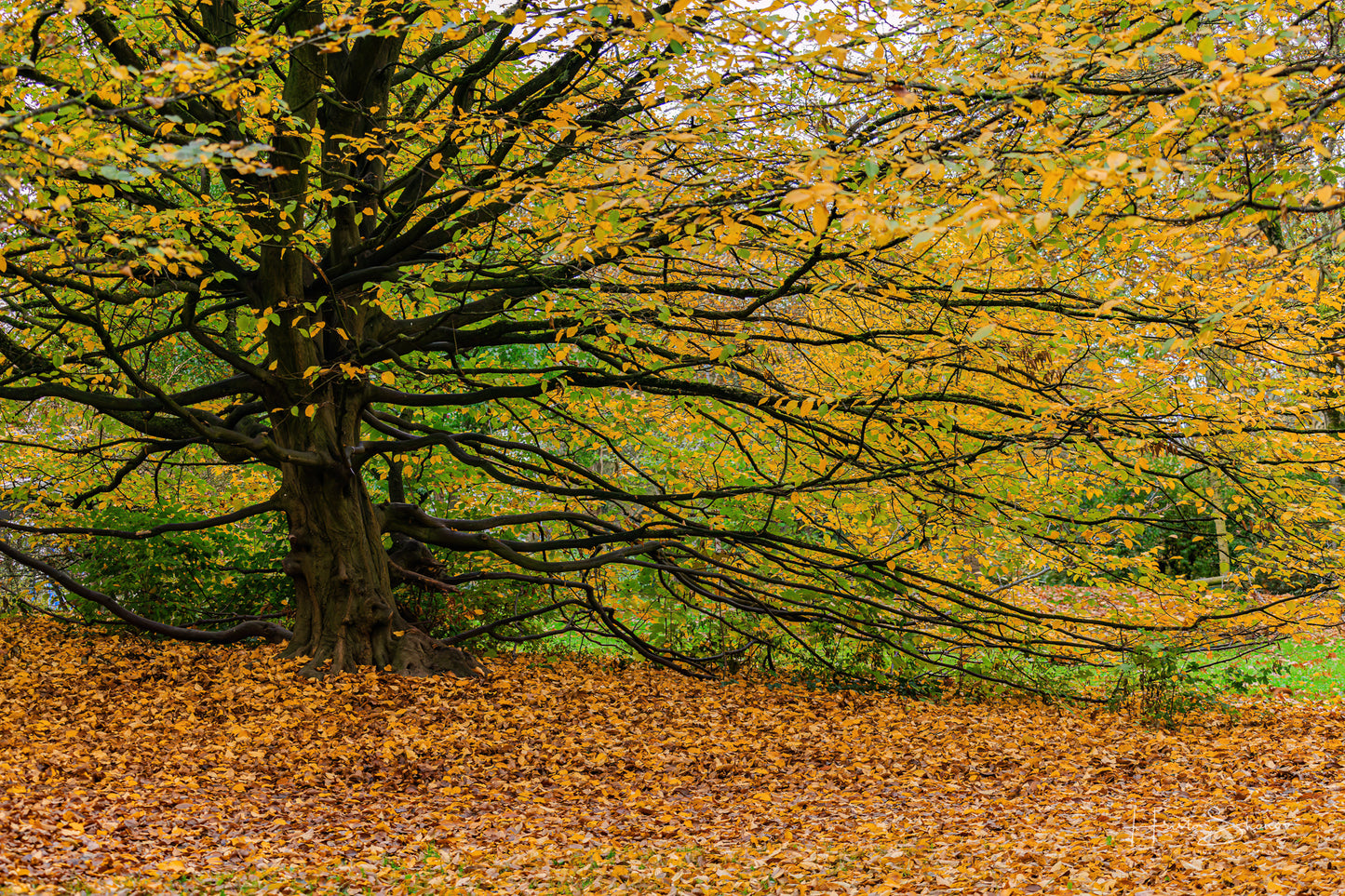 Herbst im Park