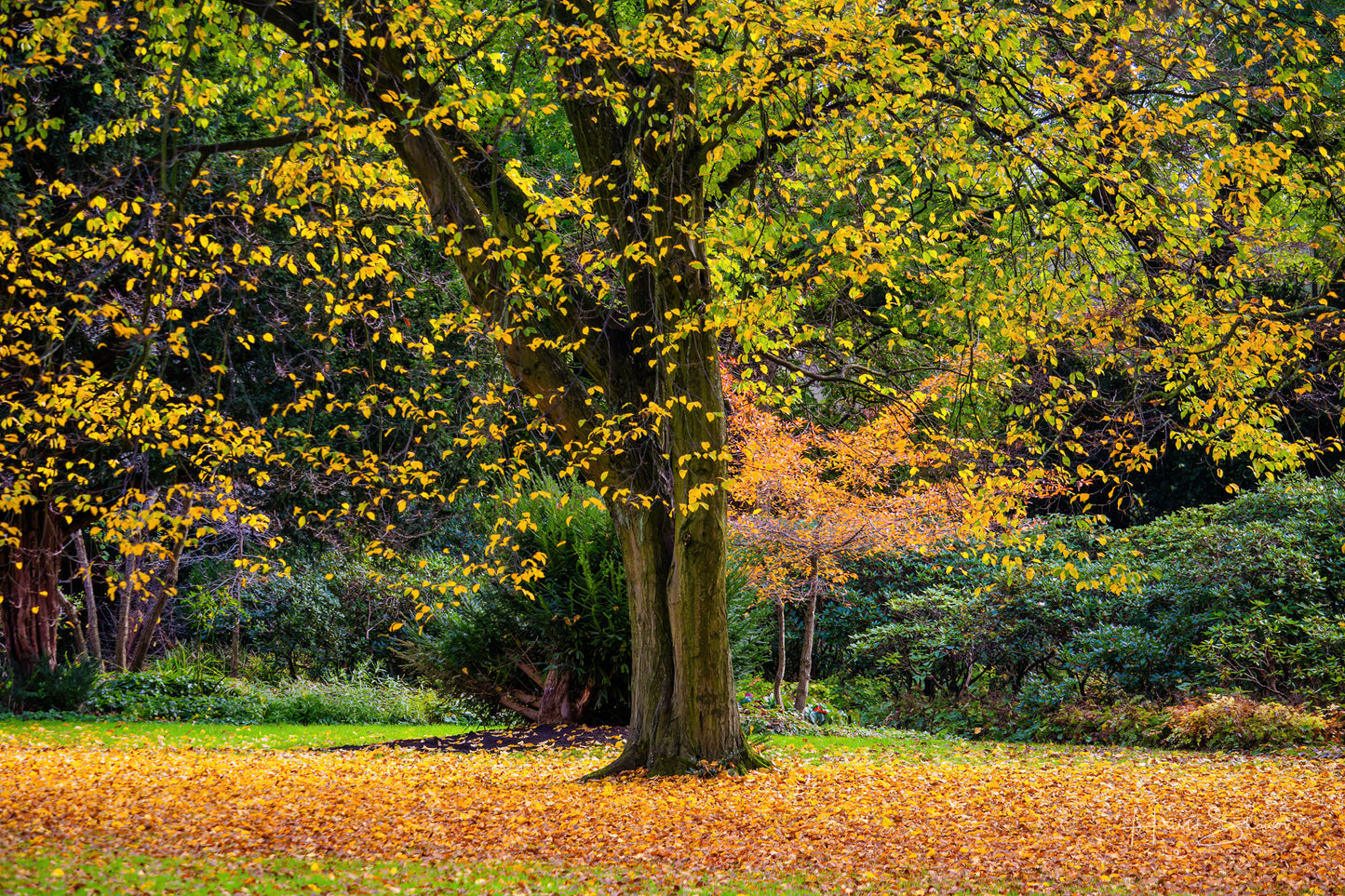 Herbst im Park