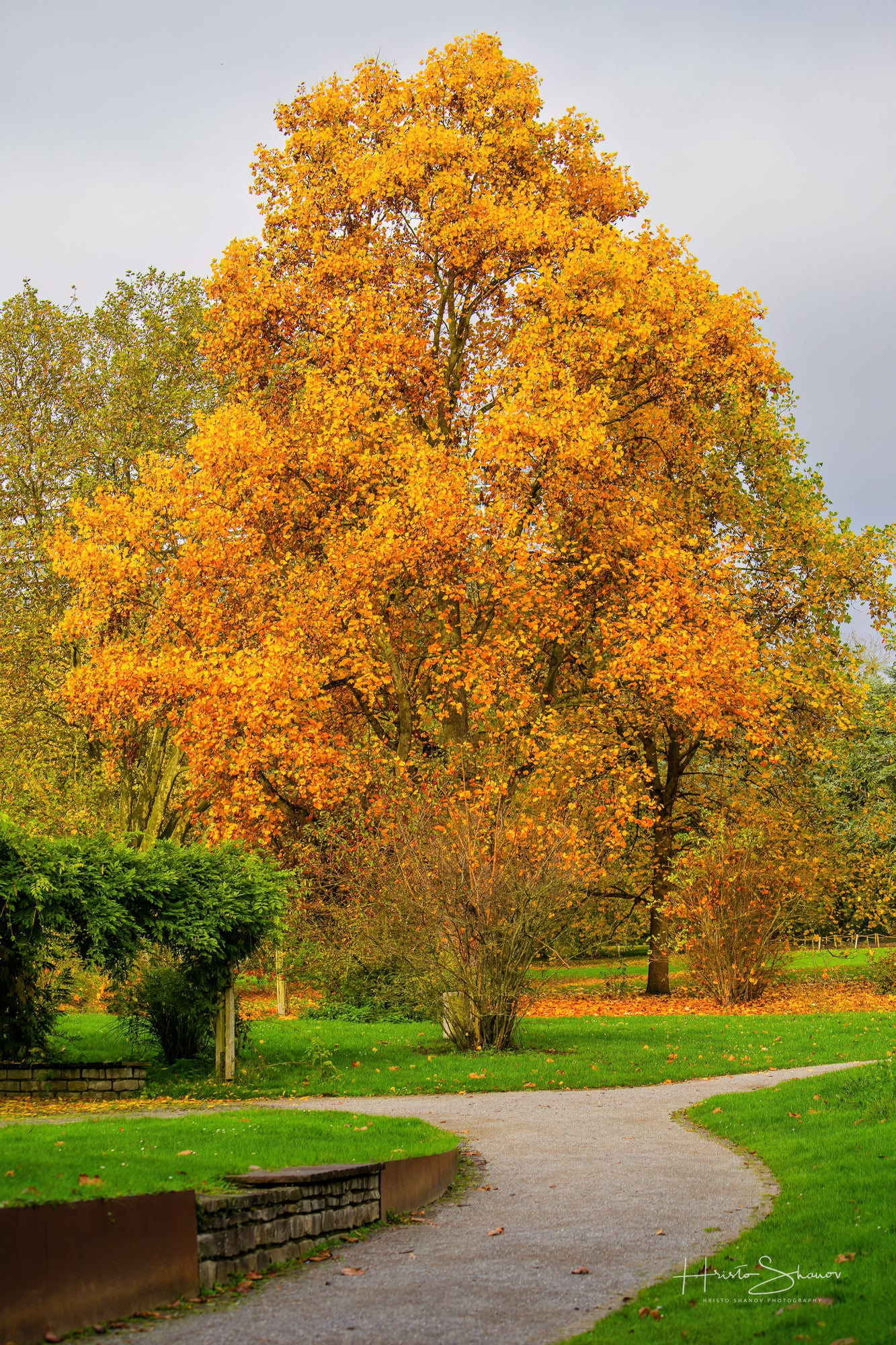 Herbstbäume
