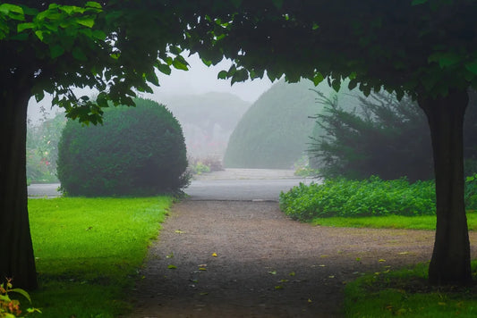 Exploring the Mystique of a Park's Dawn