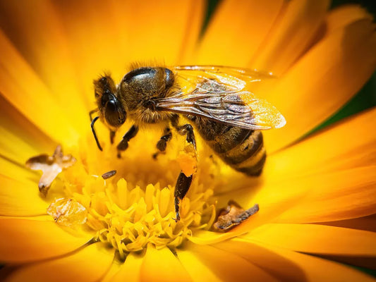 An up-close encounter with a bee and its pollination dance