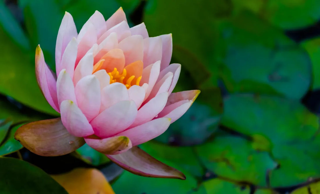 Capturing the Calm and Beauty of Aquatic Flowers