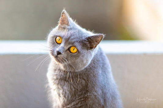 Cat portrait, British short hair