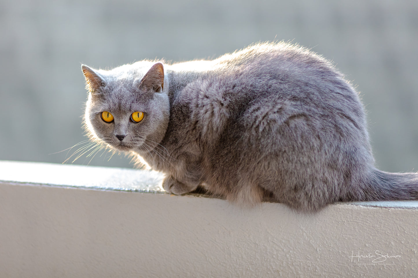 Cat portrait, British short hair