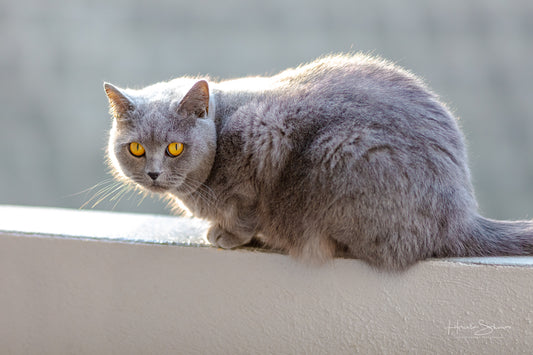 Cat portrait, British short hair