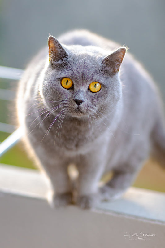 Cat portrait