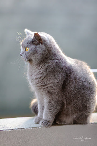 Cat portrait