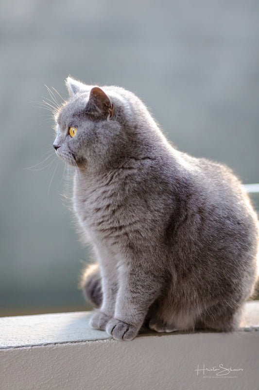 Cat portrait