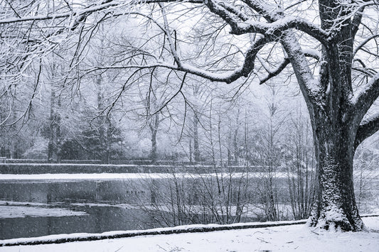 Snowy winter