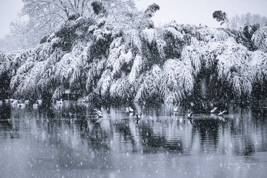 Snowy winter