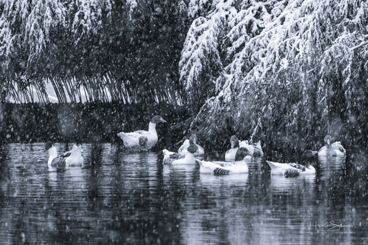 Snowy winter