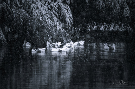Snowy winter