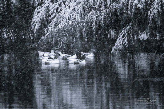Snowy winter