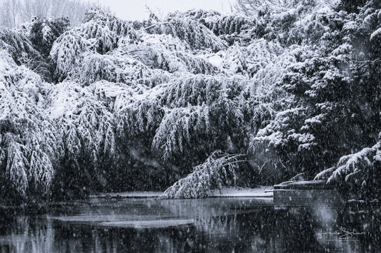 Snowy winter