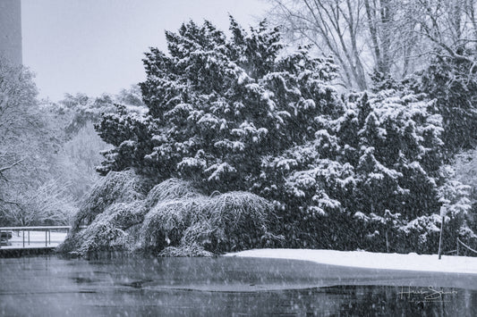 Snowy winter