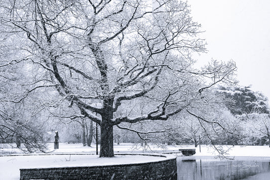 Snowy winter