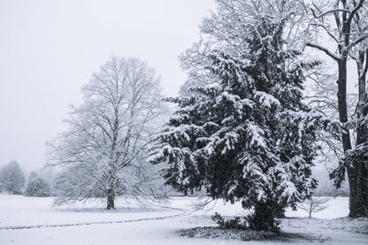 Snowy winter