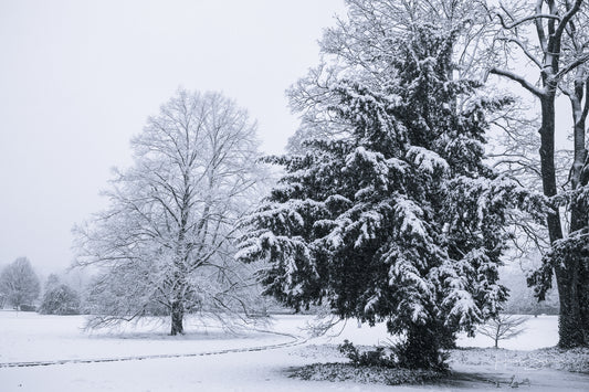 Snowy winter
