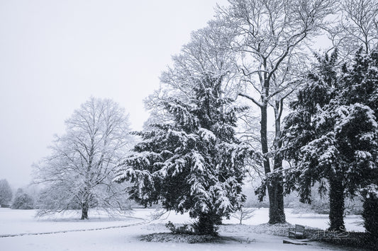 Snowy winter