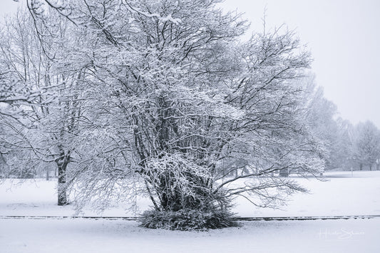Snowy winter
