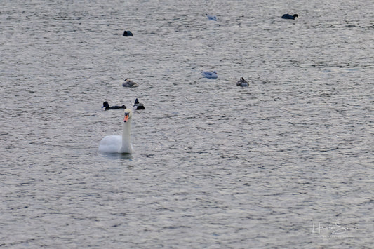 Swan floating on river
