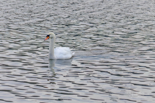 Swan floating on river