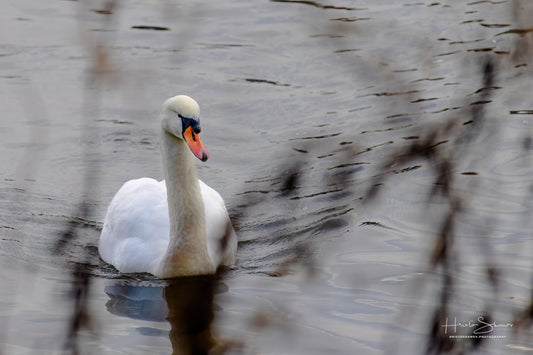 Swan floating on river