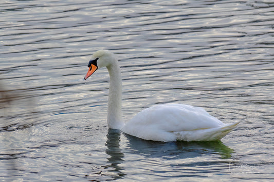 Swan floating on river