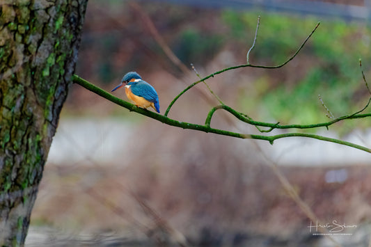 Kingfisher bird on branch