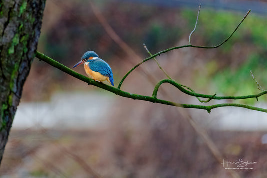 Kingfisher bird on branch