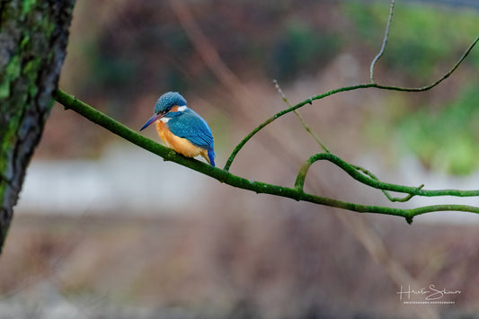Kingfisher bird on branch