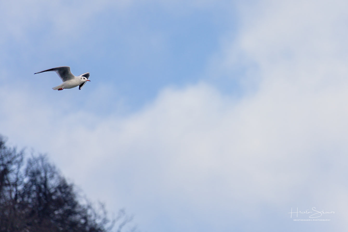 Eine Möwe fliegt hoch in den Himmel über einem blau-weißen wolkenlosen Himmel