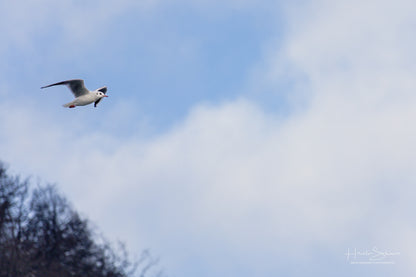 Eine Möwe fliegt hoch in den Himmel über einem blau-weißen wolkenlosen Himmel