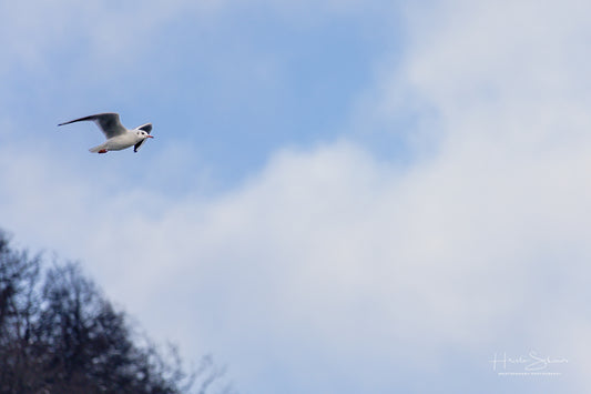 Eine Möwe fliegt hoch in den Himmel über einem blau-weißen wolkenlosen Himmel